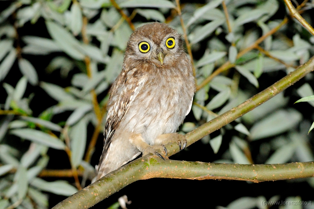 47031 Athene noctua (Civetta).jpg
